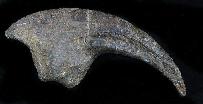 Killer Allosaurus Hand Claw - Almost No Restoration! #35915
